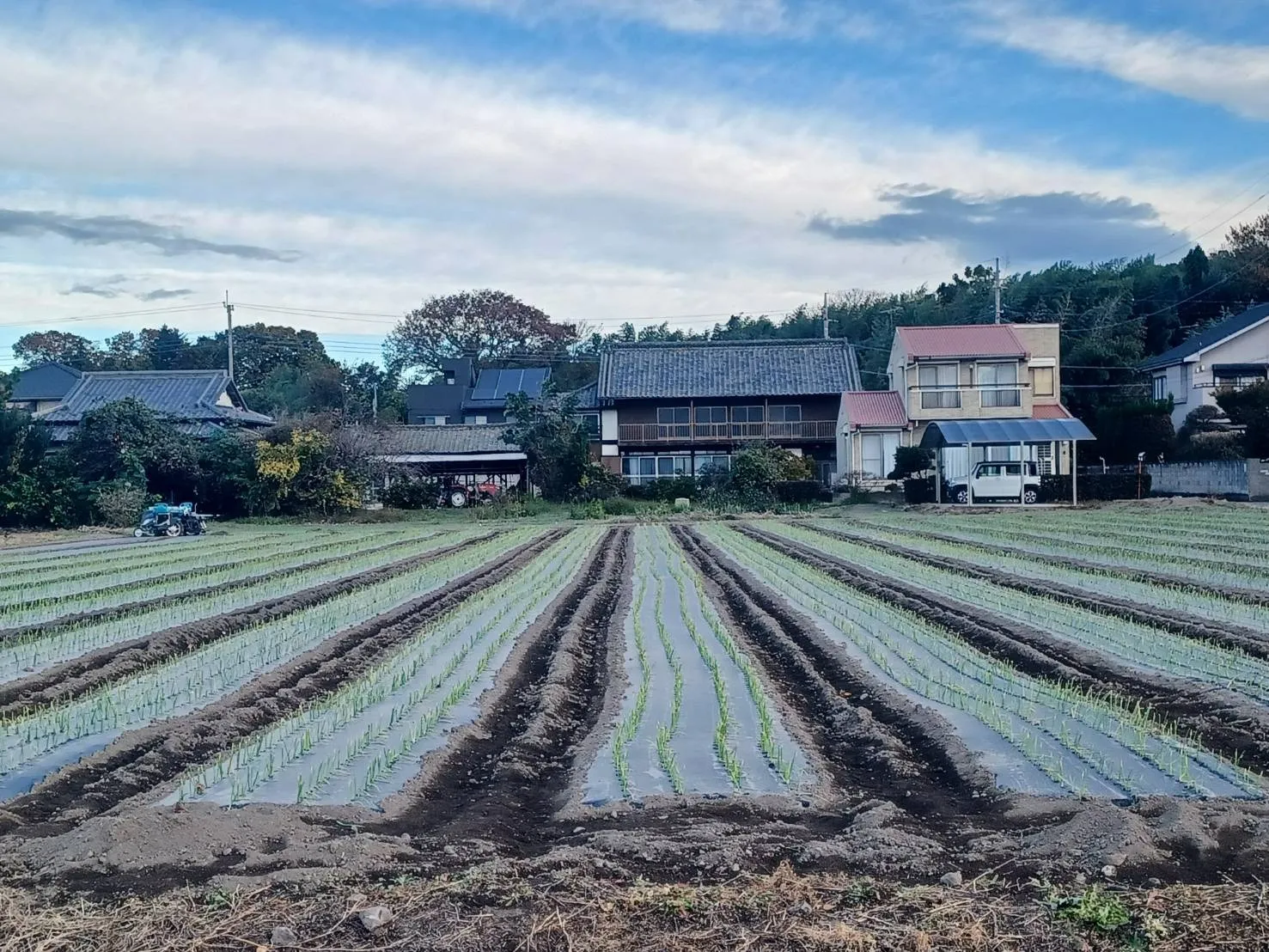 【GGファーム】たまねぎ栽培、定植編☆彡